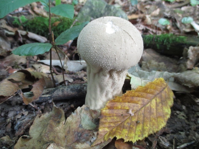Lycoperdon excipuliforme