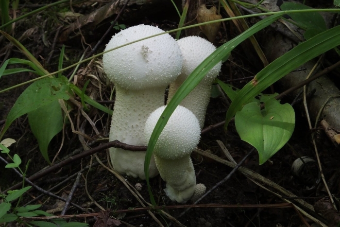 Дождевик шиповатый lycoperdon perlatum