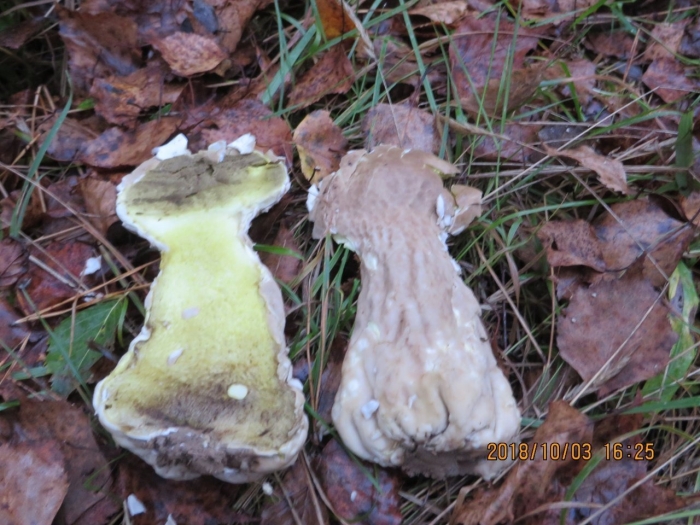 Зеленушка обыкновенная гриб