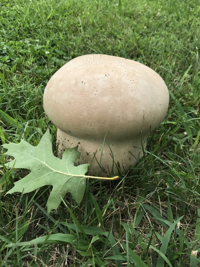 Головач продолговатый calvatia excipuliformis