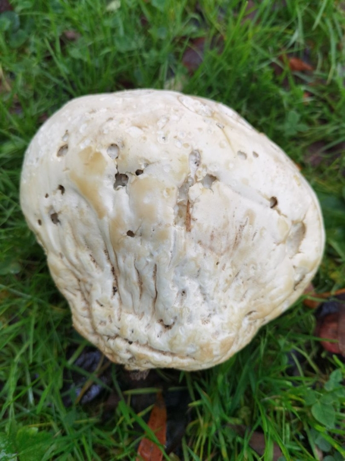 Дождевик головач гигантский