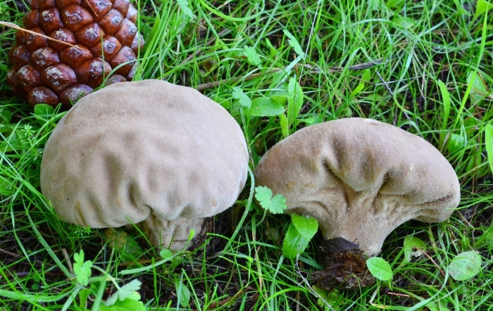 Головач гриб