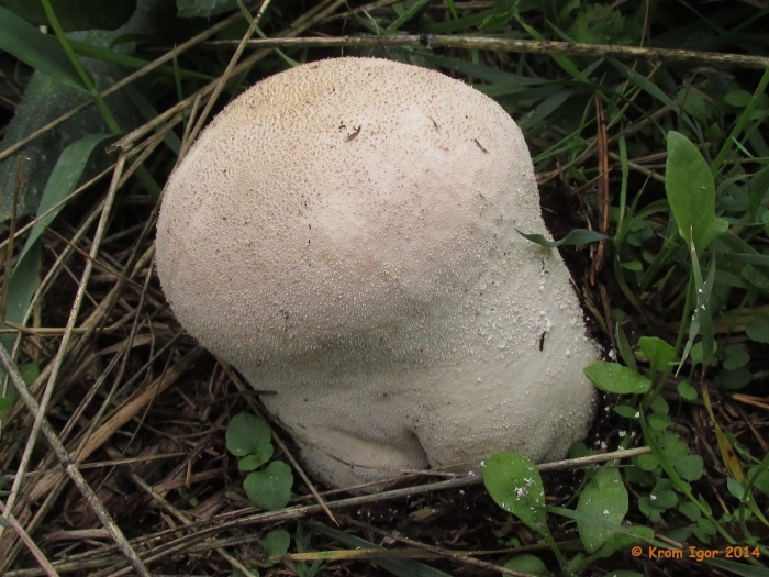 Гриб дождевик шиповатый