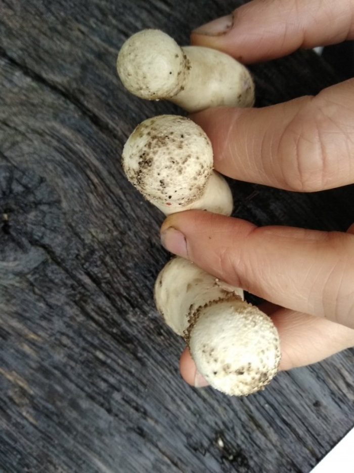 Головач продолговатый lycoperdon excipuliforme