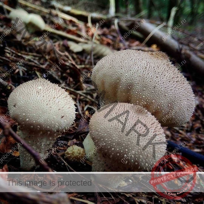 Дождевик шиповатый съедобный