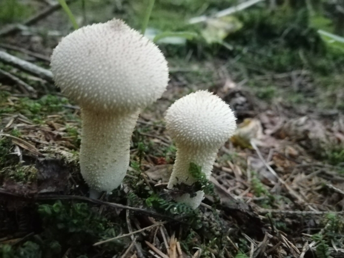 Гриб дождевик съедобный