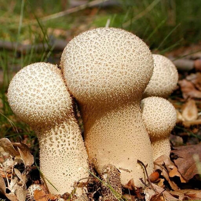 Lycoperdon perlatum
