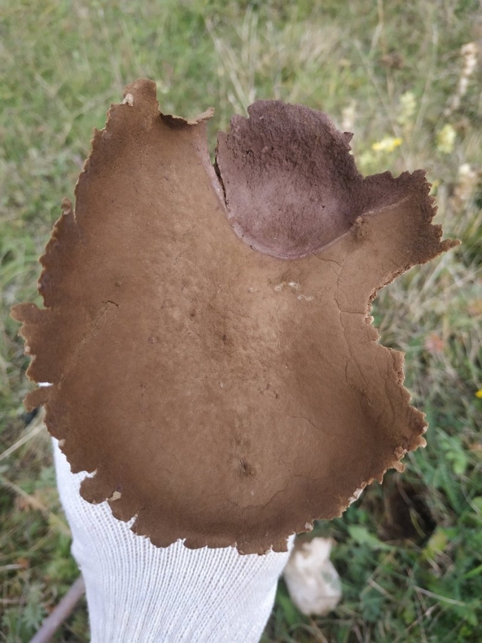 Головач продолговатый гриб