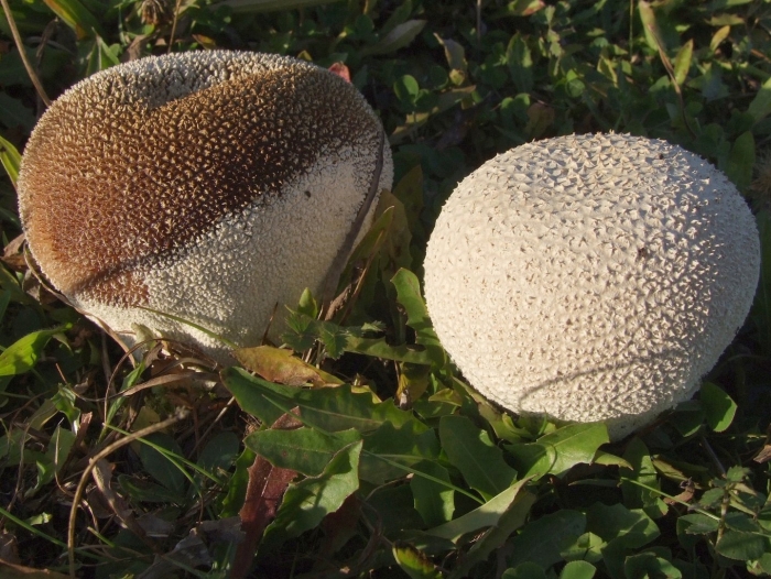 Calvatia utriformis (головач мешковатый)