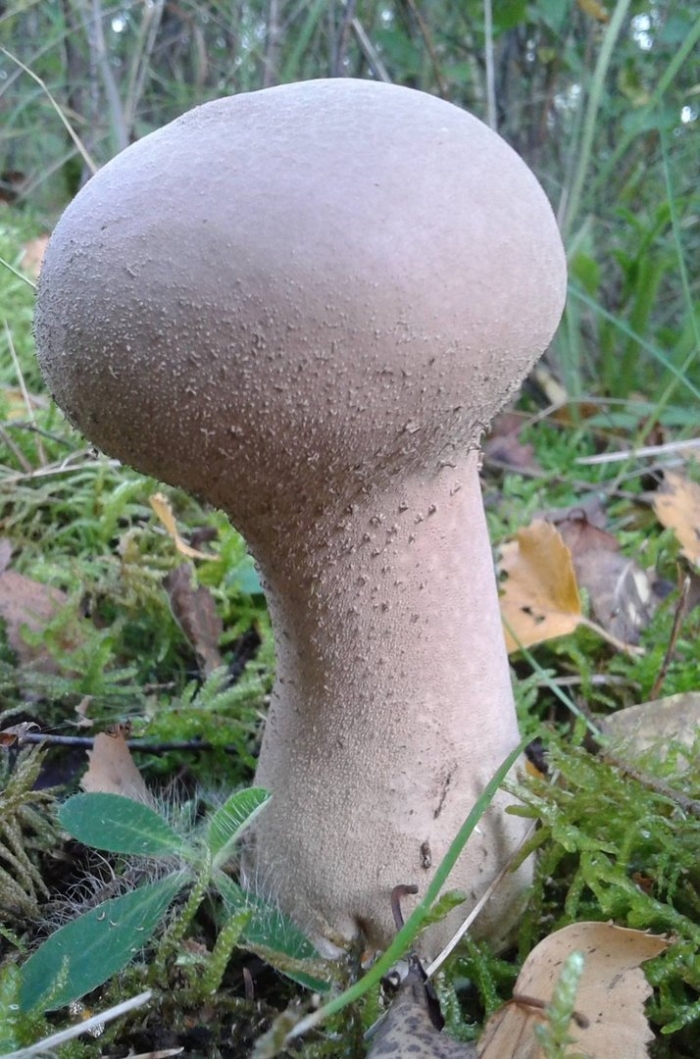 Calvatia excipuliformis