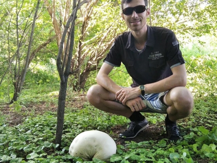 Головач гигантский (calvatia gigantea)