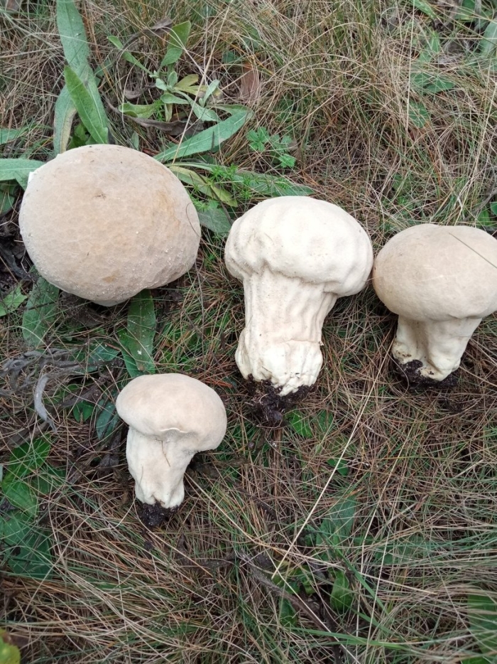 Гриб головач мешковатый