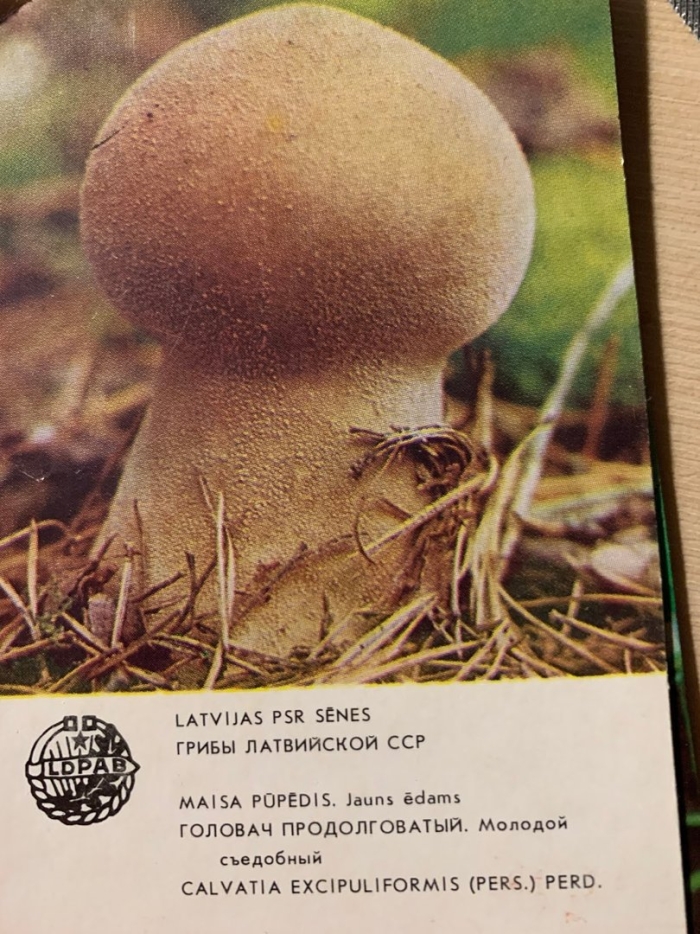 Calvatia excipuliformis