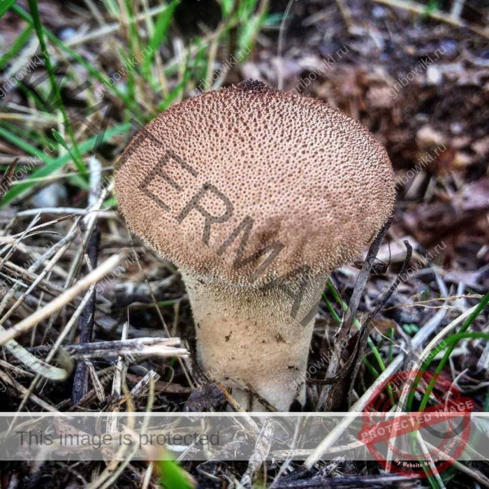 Дождевик гриб съедобный