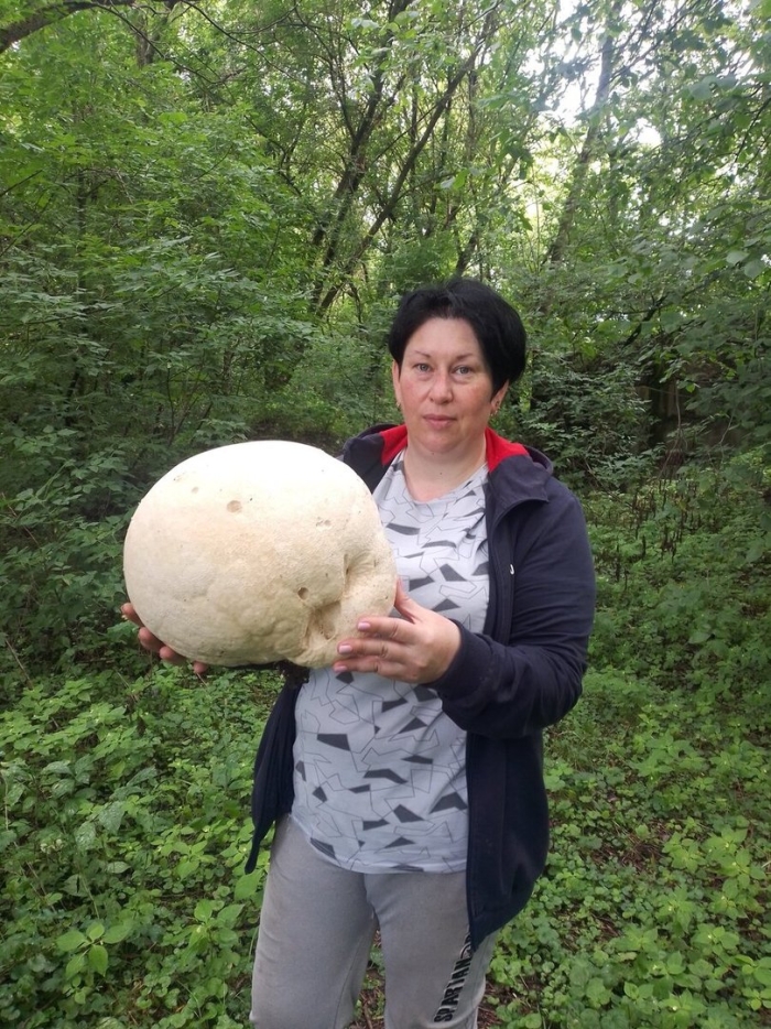 Гриб дождевик гигантский