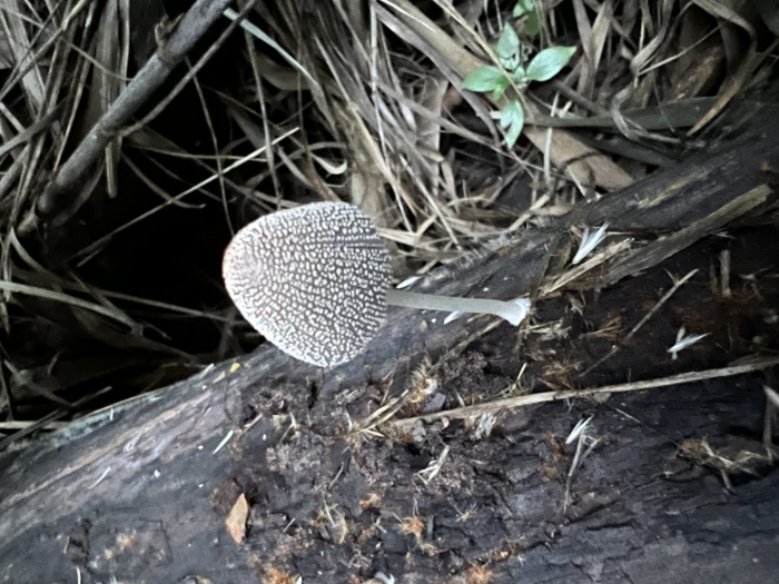 Навозник обыкновенный coprinopsis cinerea