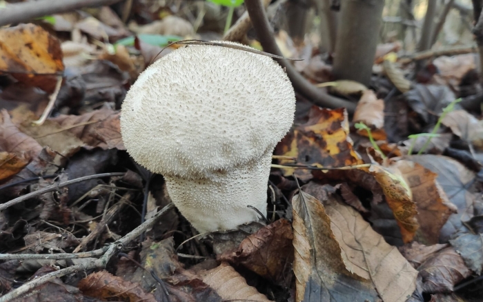 Дождевик шиповатый