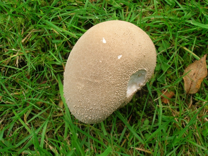 Гриб calvatia gigantea