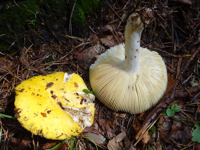 Russula claroflava