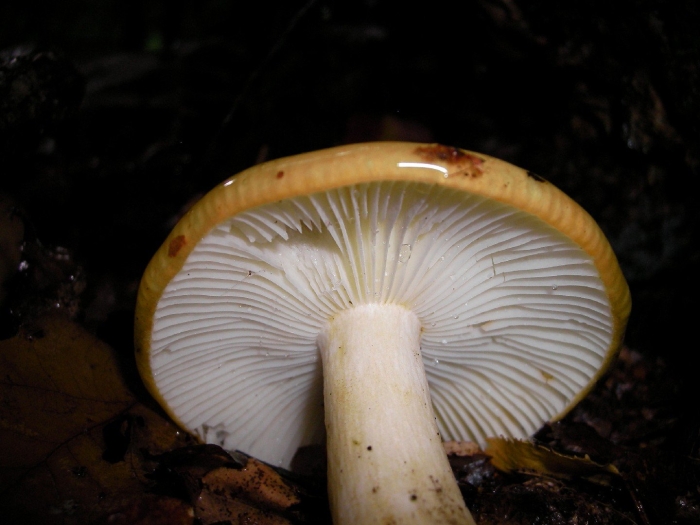 Russula ochroleuca