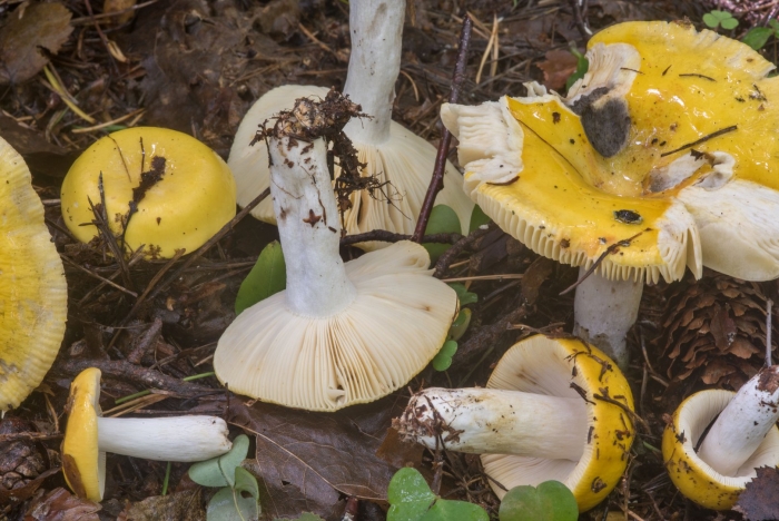 Желтая сыроежка