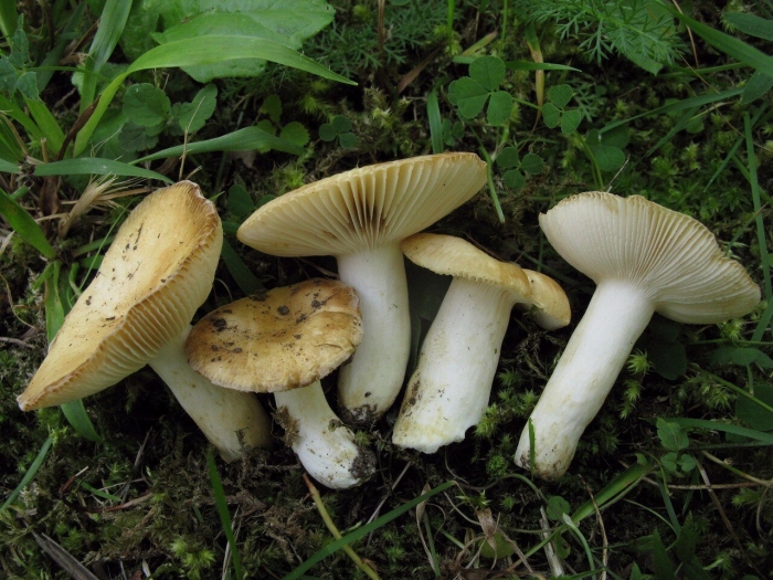 Сыроежка белая