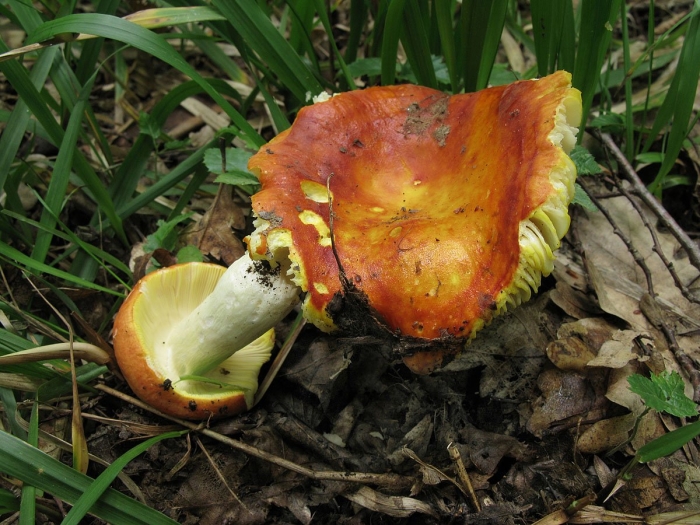 Russula aurea