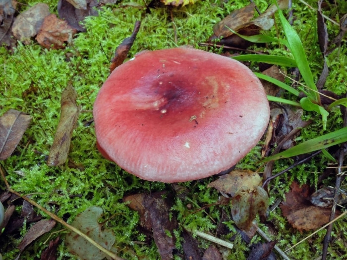 Сыроежка розовая russula rosea