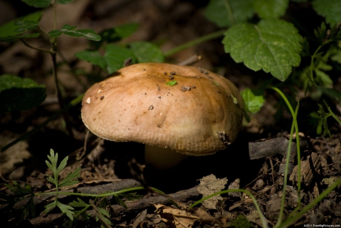Валуй (russula foetens)