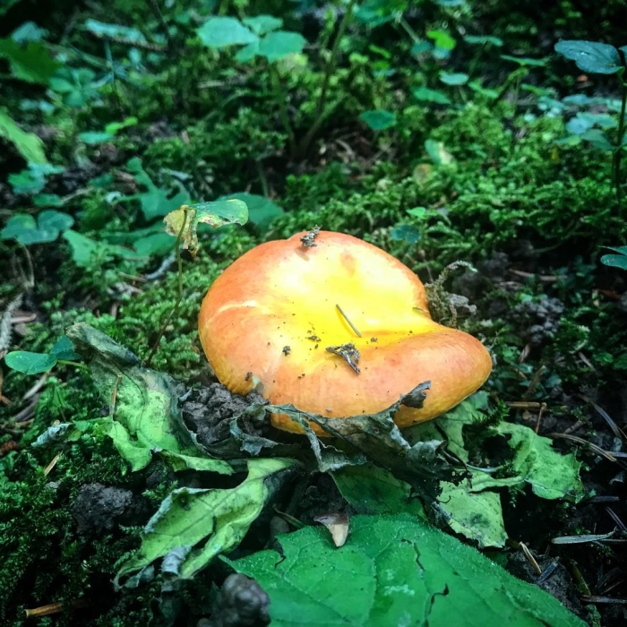 Сыроежка желтая съедобная