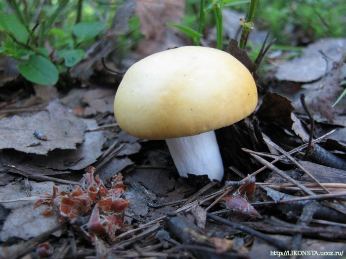 Сыроежка охристая съедобная