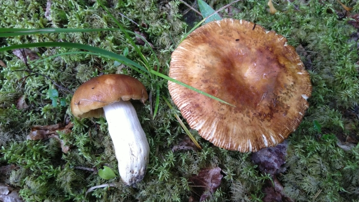 Russula foetens