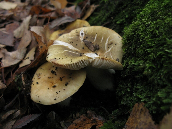 Сыроежка охристая съедобная