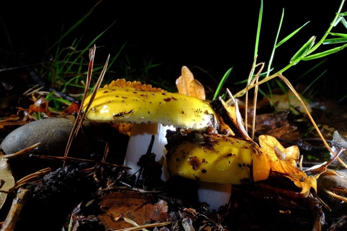 Гриб сыроежка