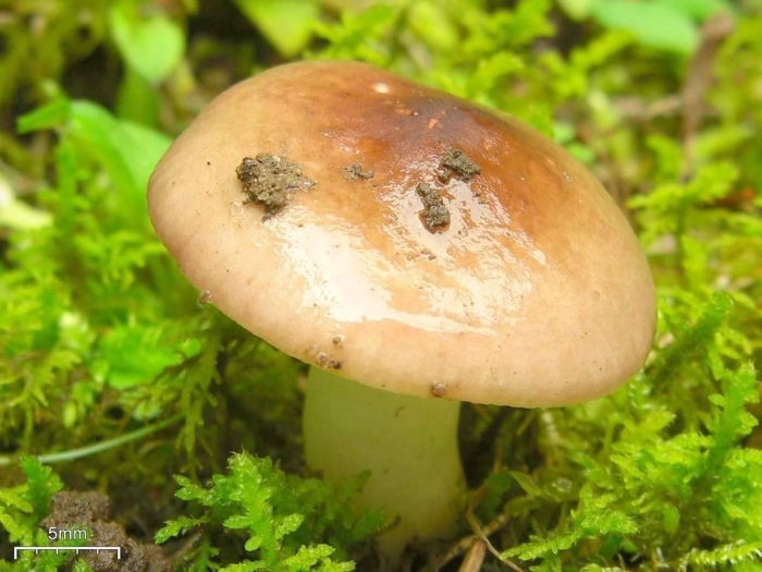 Сыроежка охристая