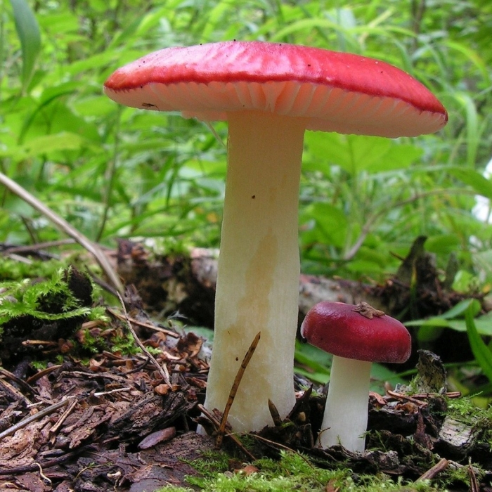 Сыроежка жгучеедкая (russula emetica)