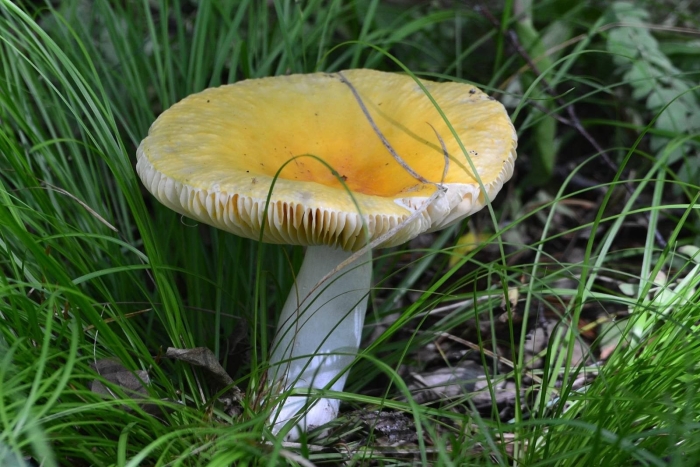 Сыроежка золотистая съедобная