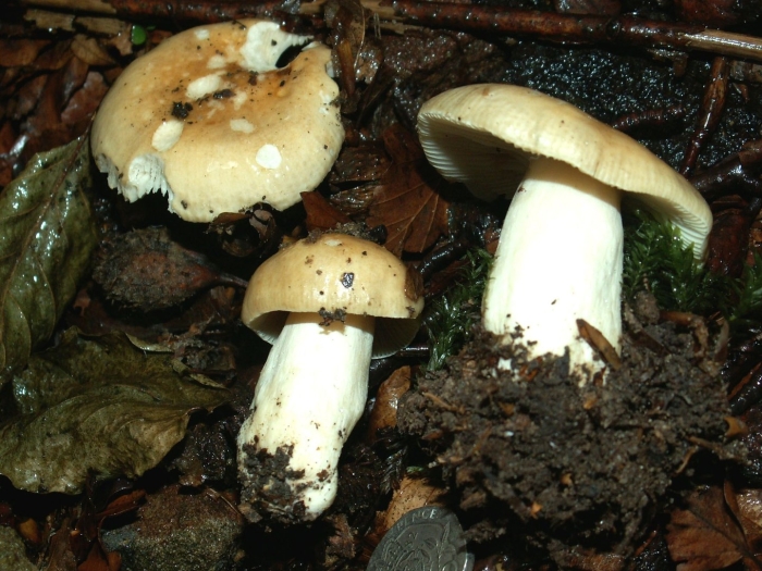 Гриб кульбик валуй