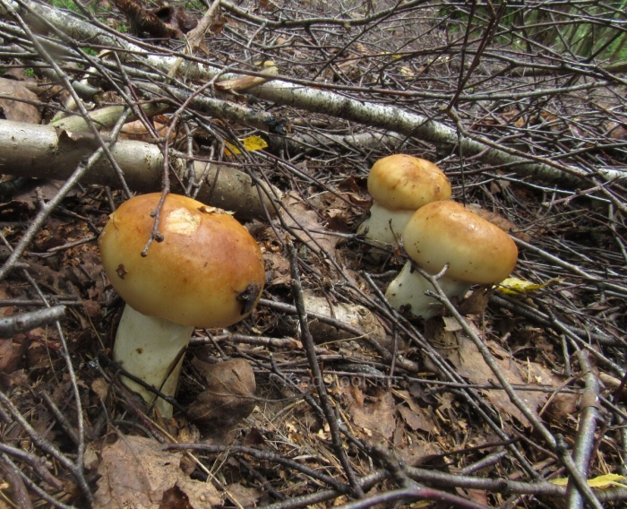 Подвалуй (russula subfoetens)