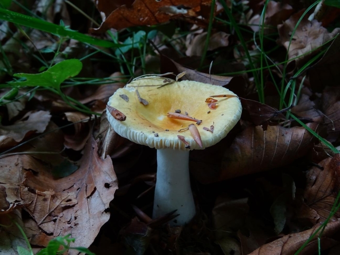 Гриб сыроежка