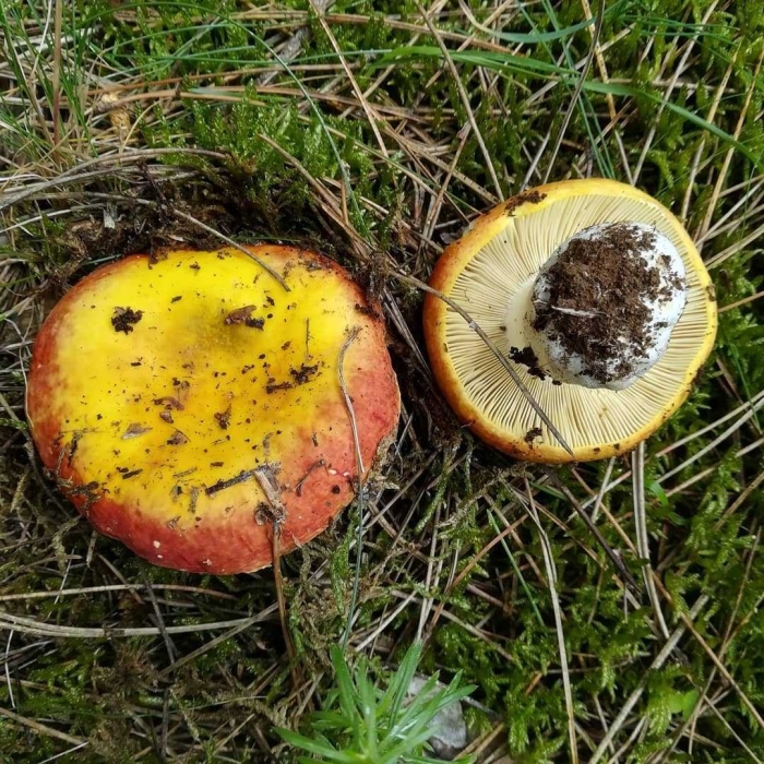 Сыроежка охристая