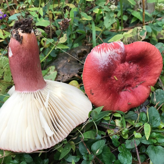 Сыроежка кроваво красная