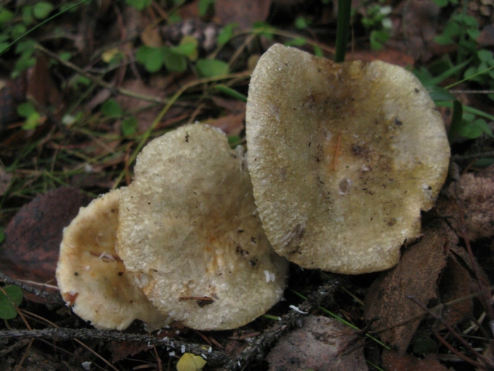 Lactarius aquizonatus