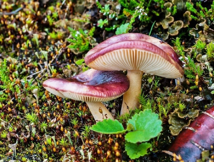 Сыроежка пластинчатый гриб