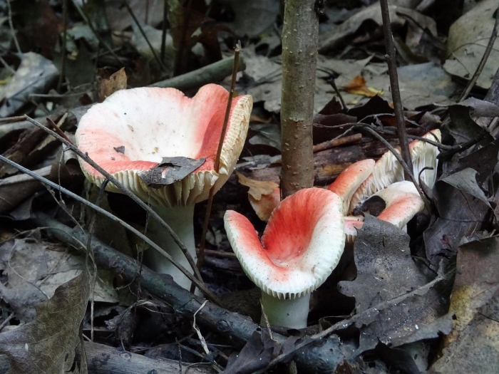 Сыроежка остроедкая (rússula sardónia)