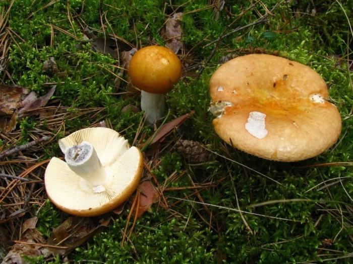 Сыроежка сереющая