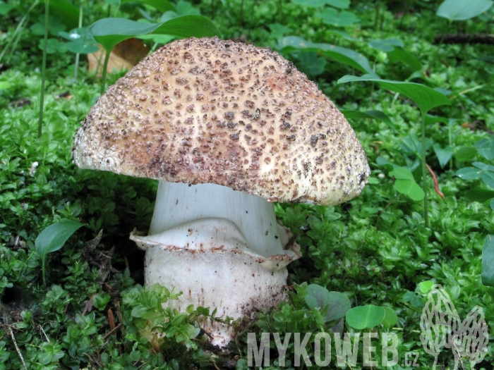 Мухомор серо-розовый amanita rubescens