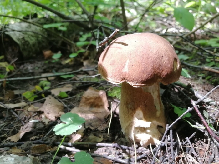 Опасный гриб двойник белого гриба