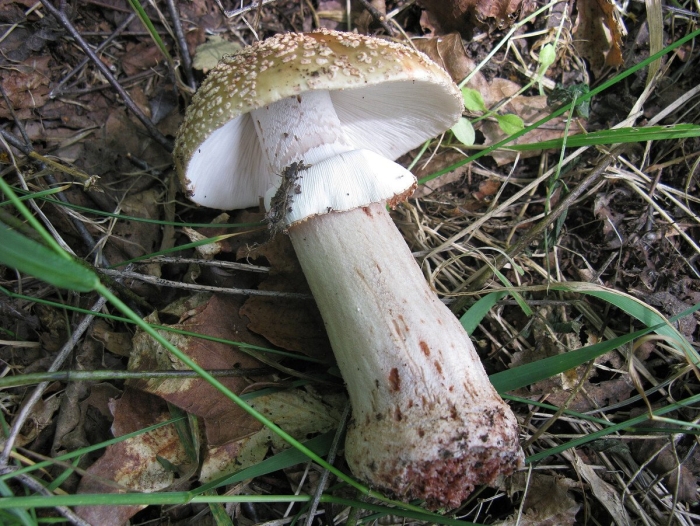 Гриб amanita rubescens