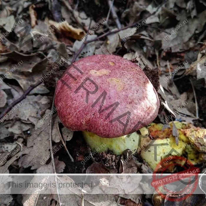 Гриб болетус королевский